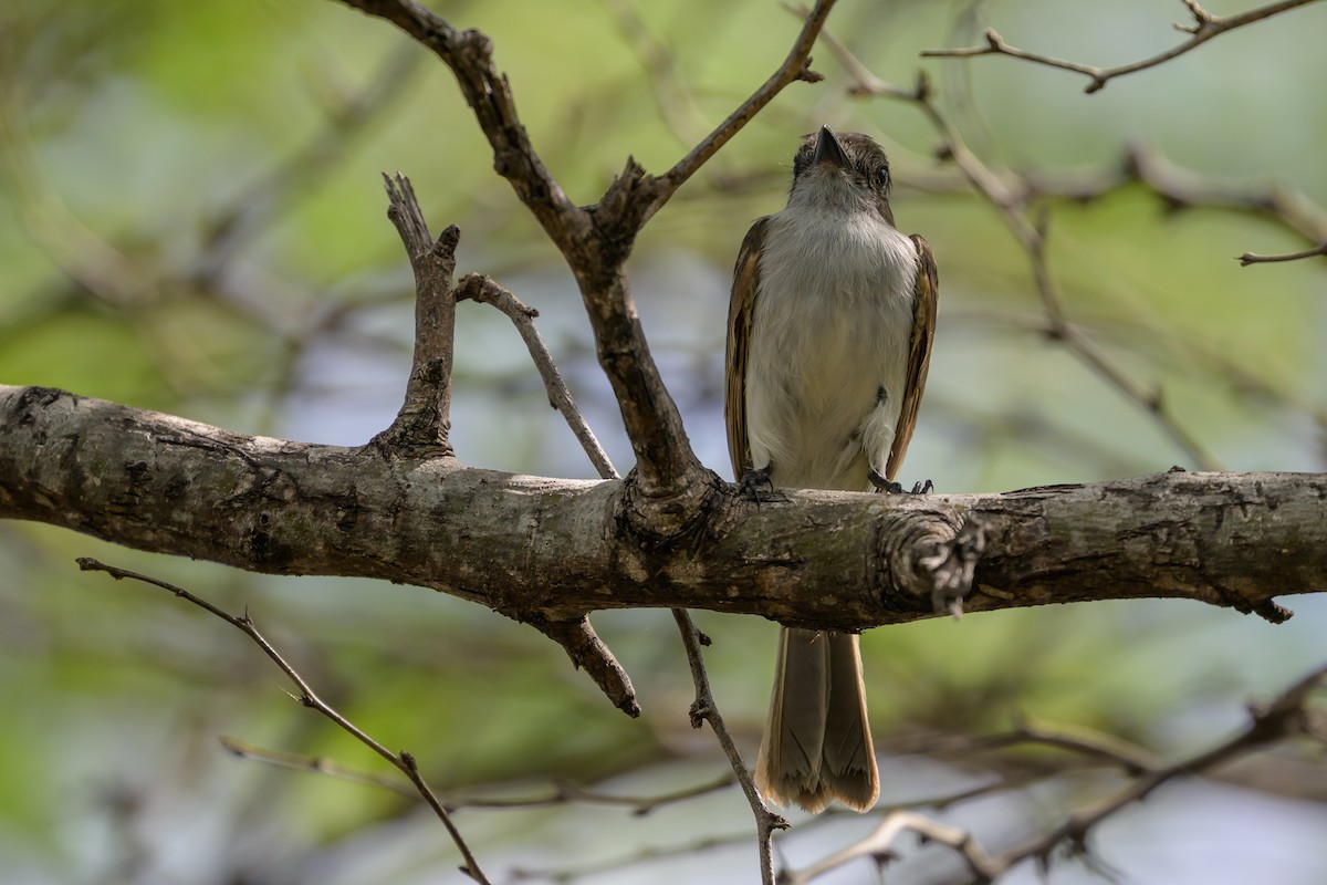 Puerto Rican Flycatcher - ML648782239