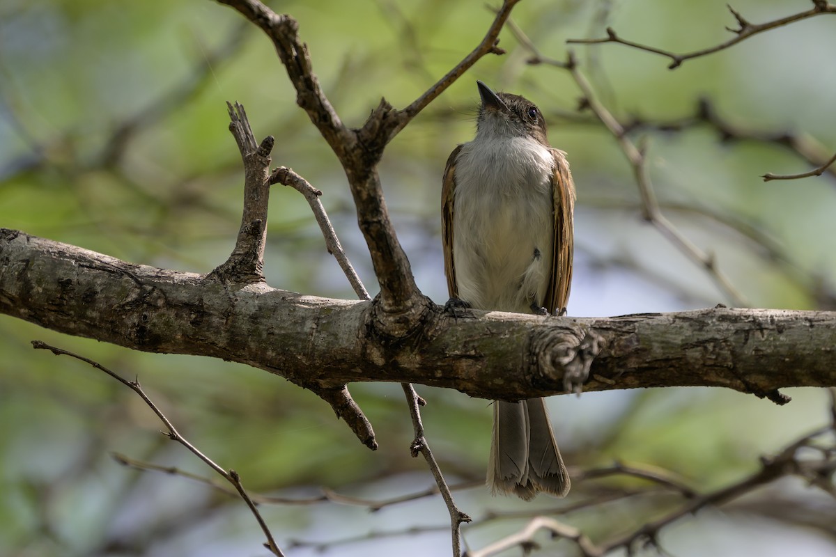 Puerto Rican Flycatcher - ML648782241