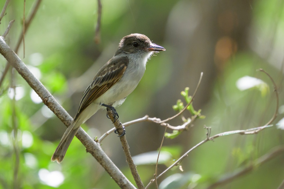Puerto Rican Flycatcher - ML648782243