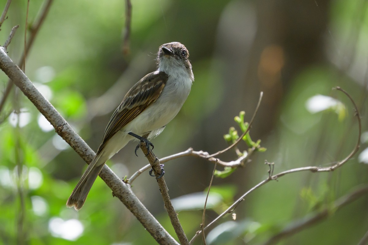 Puerto Rican Flycatcher - ML648782245
