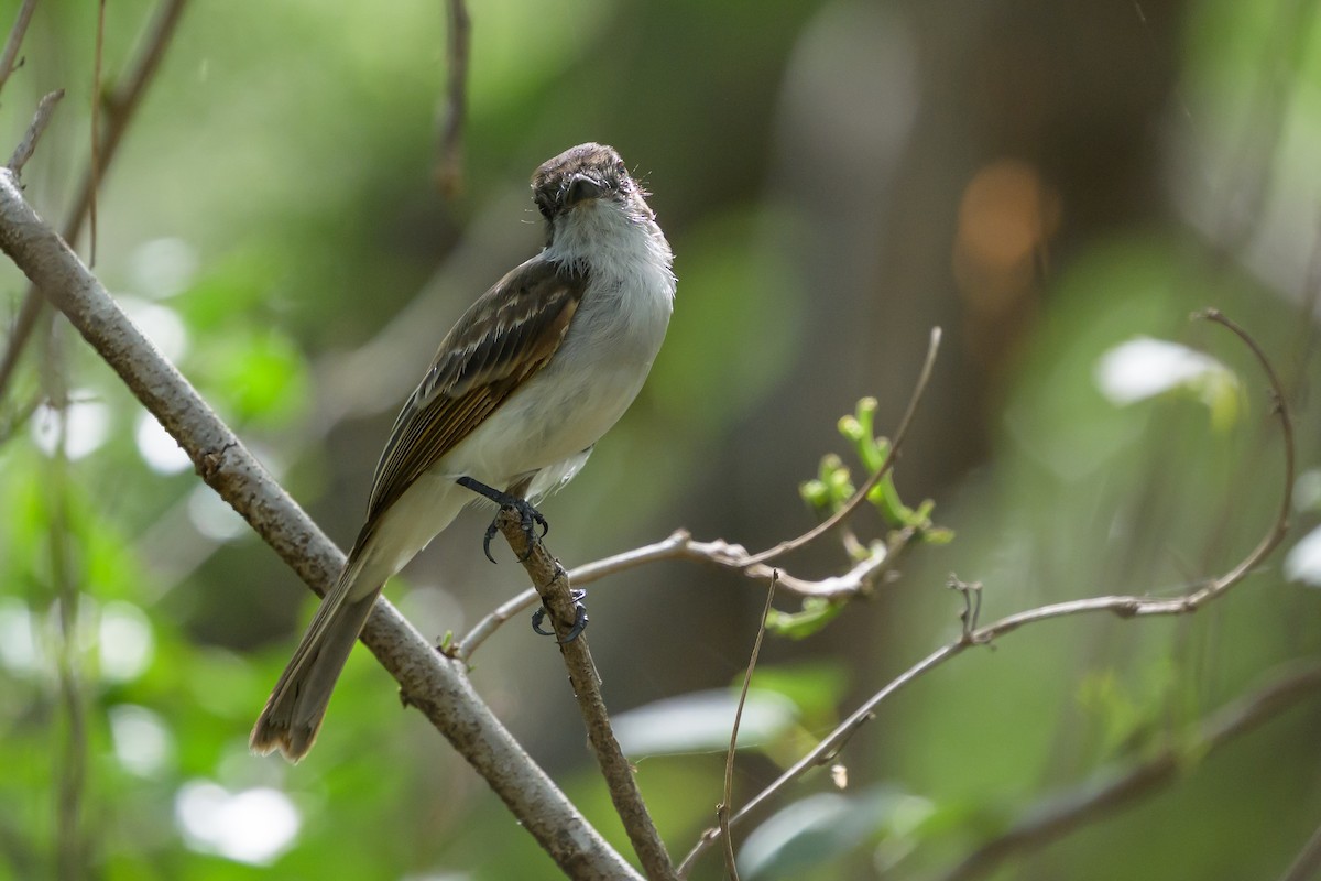 Puerto Rican Flycatcher - ML648782246