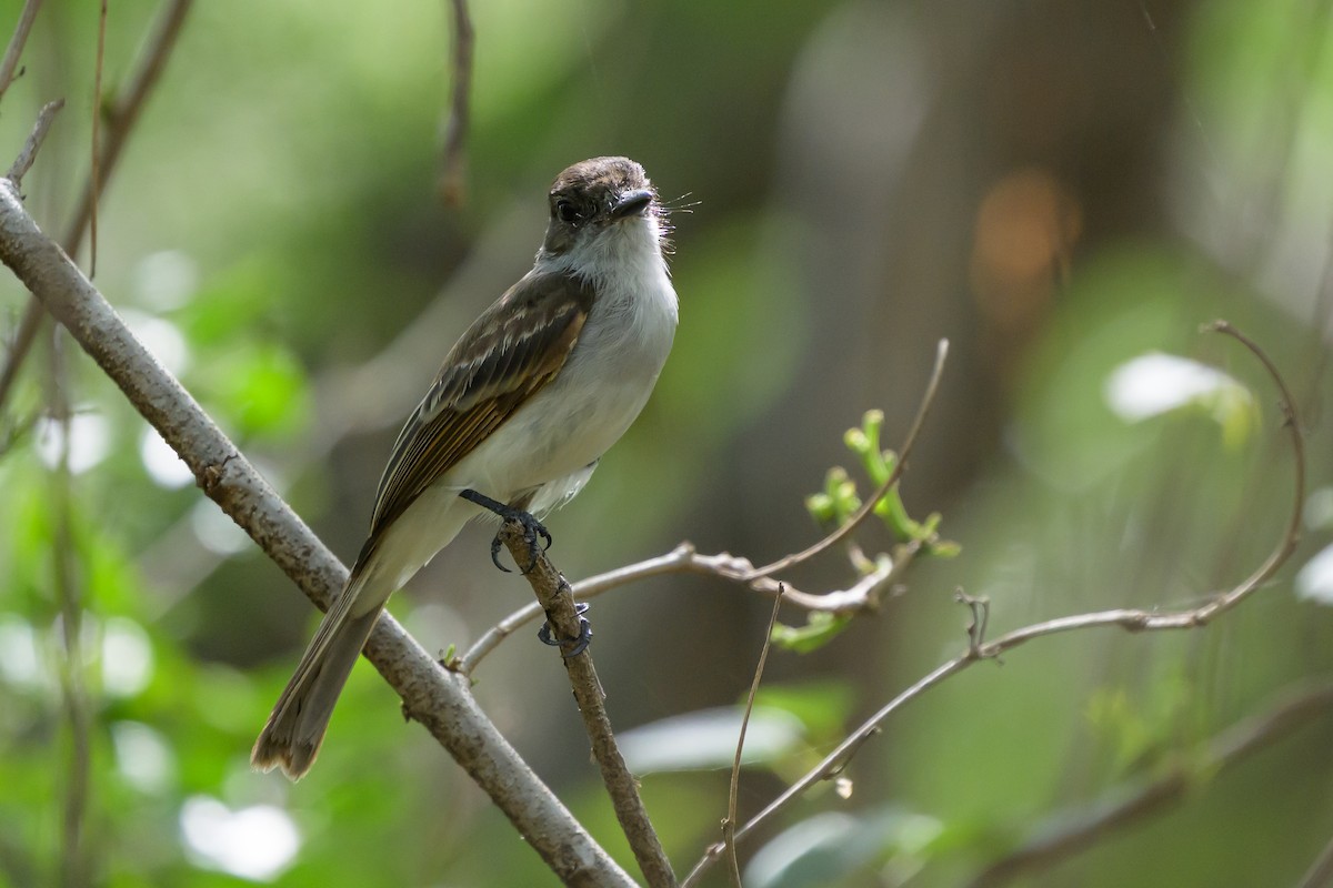 Puerto Rican Flycatcher - ML648782247