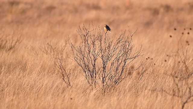 Chihuahuastärling - ML648782254