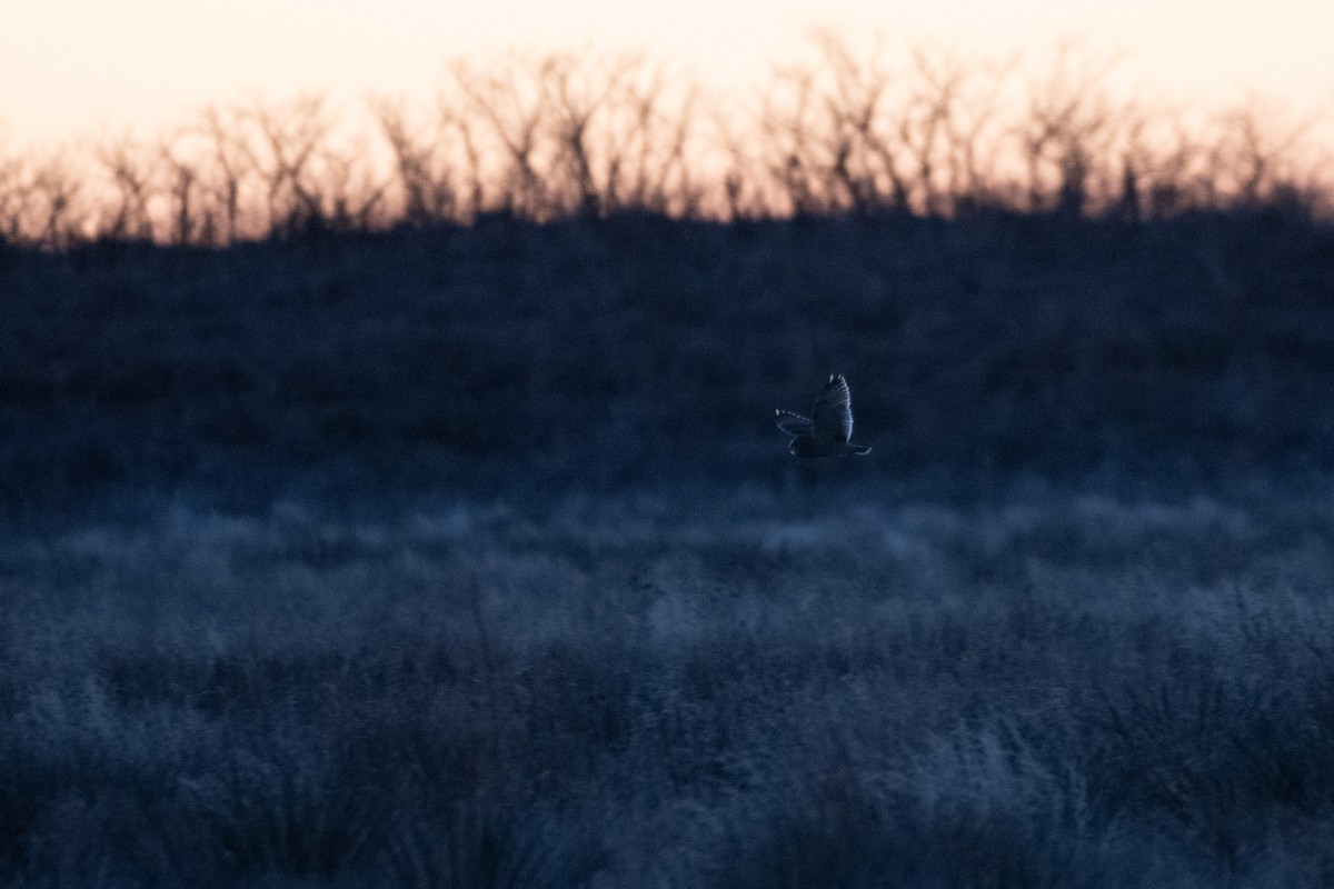 Búho Campestre - ML648782303
