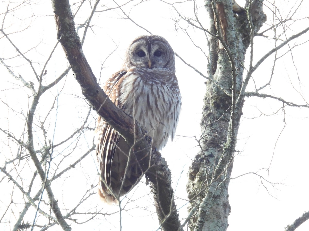 Barred Owl - ML648782307