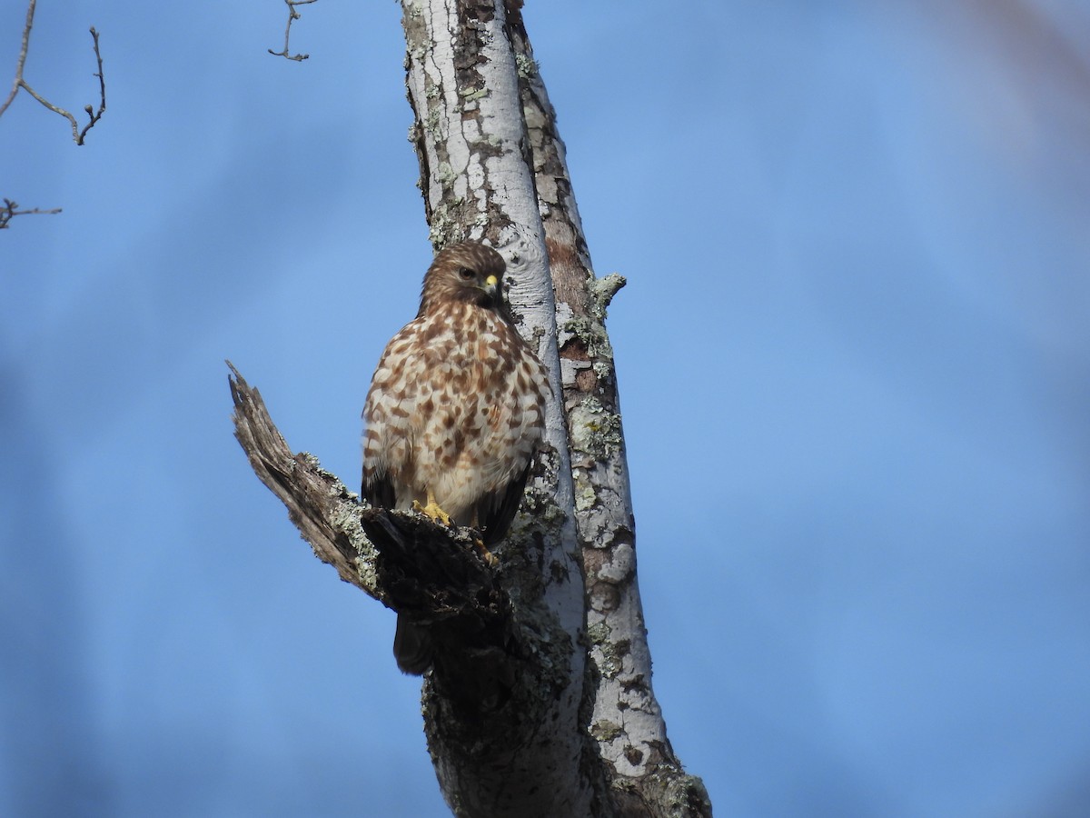 Red-shouldered Hawk - ML648782311