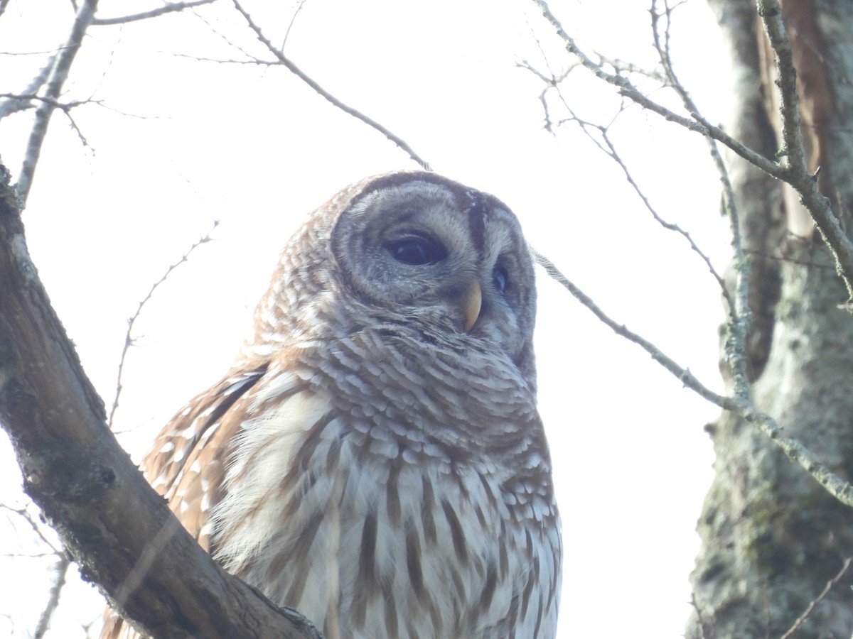 Barred Owl - ML648782312