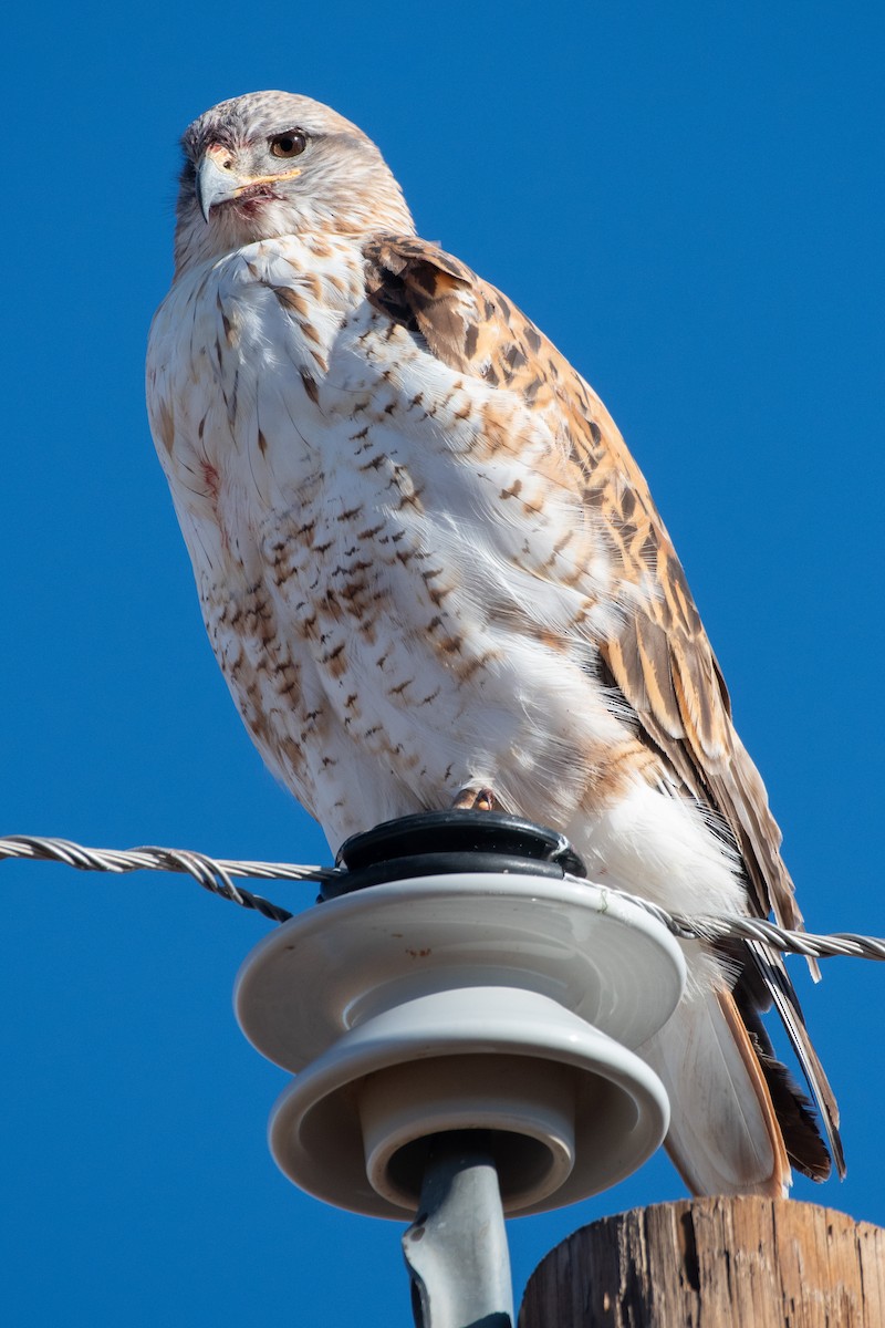 Busardo Herrumbroso - ML648782353