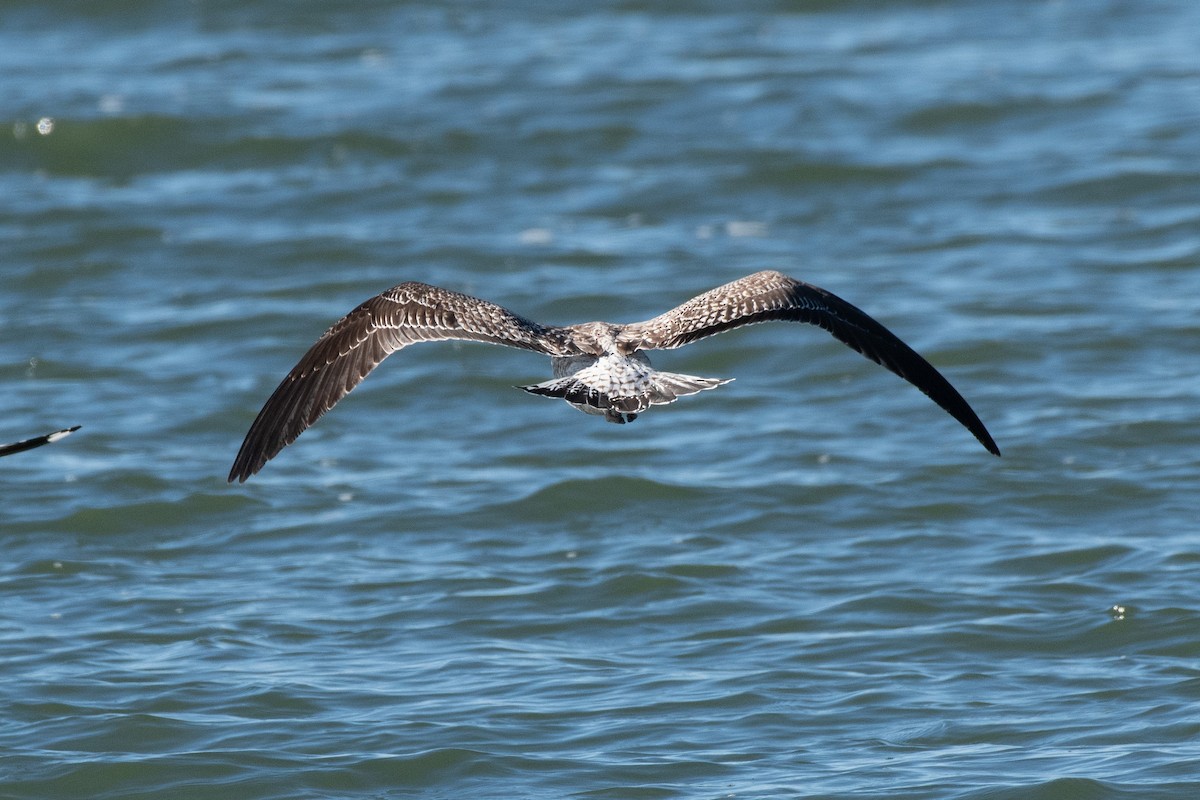 Gaviota Sombría - ML648782382