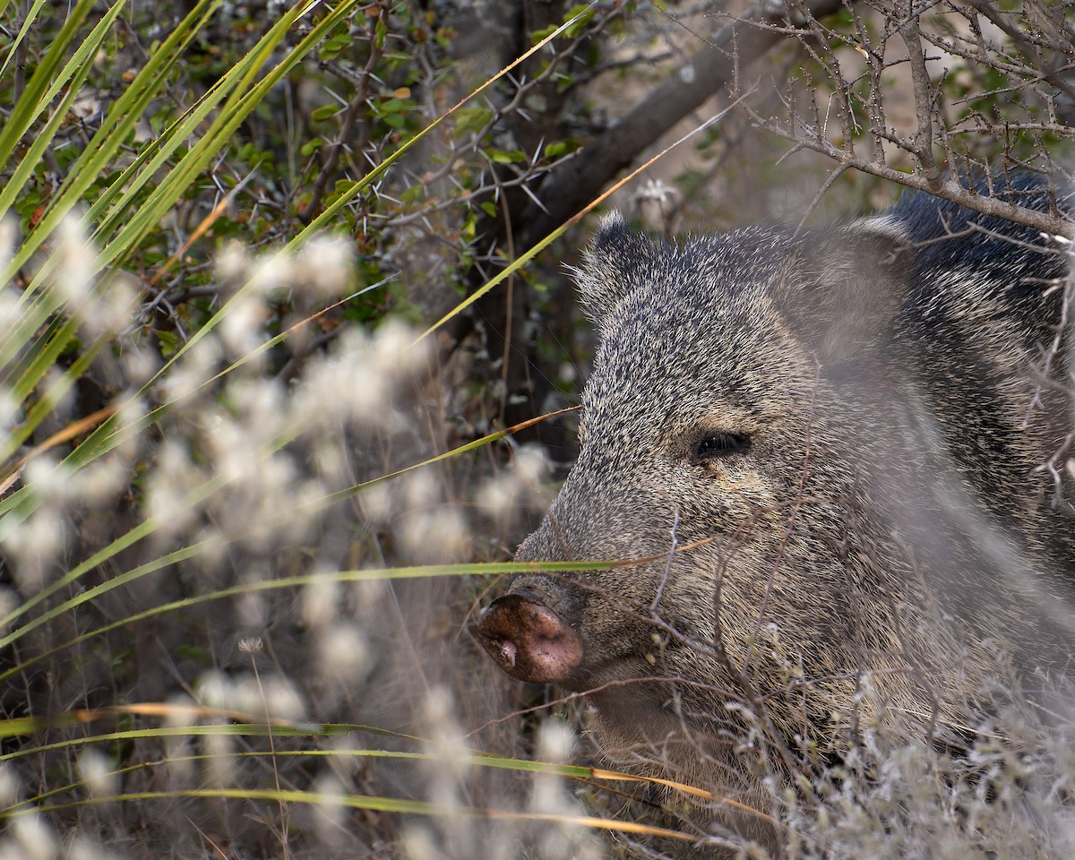 Peccaries - ML648782389