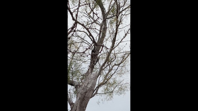 kanadasevjespett - ML648782423