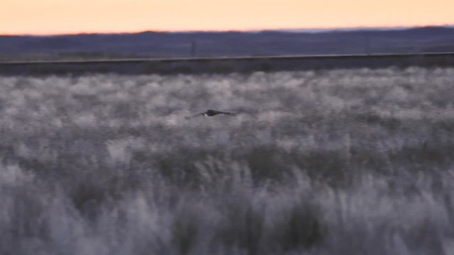 Sumpfohreule - ML648782483