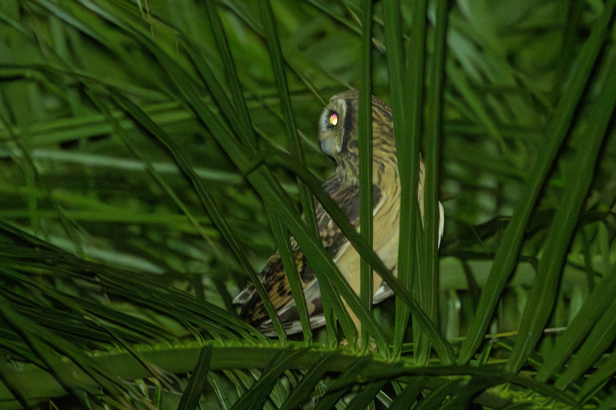 ינשוף שדות - ML648782533