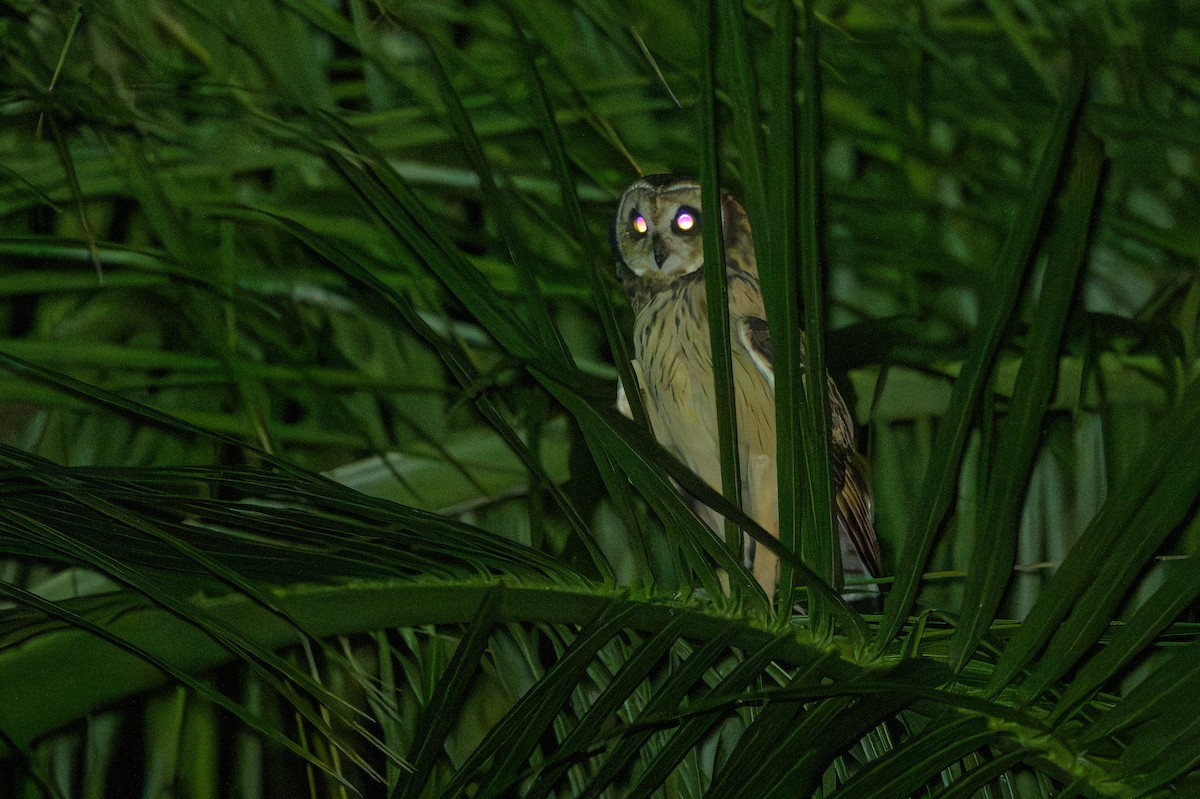 ינשוף שדות - ML648782535