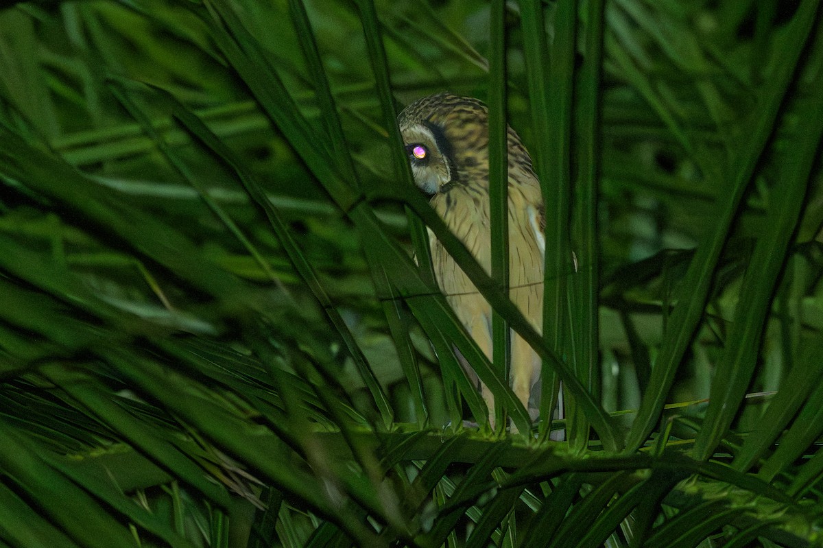 ינשוף שדות - ML648782536