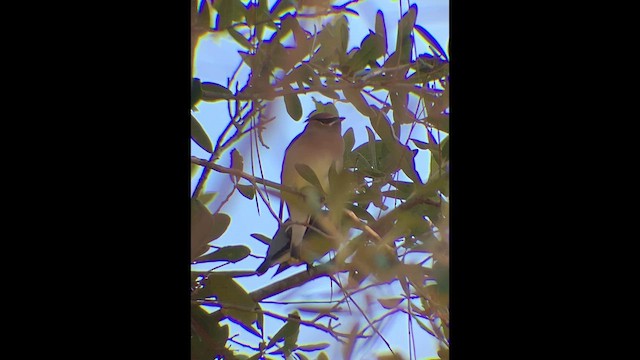 Sedir İpekkuyruğu - ML648782691