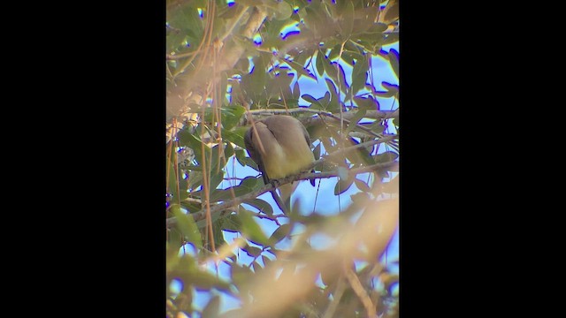 Sedir İpekkuyruğu - ML648782692