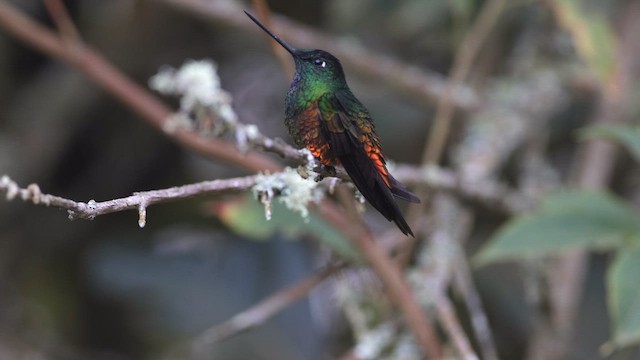 gyllenbukinka - ML648782736