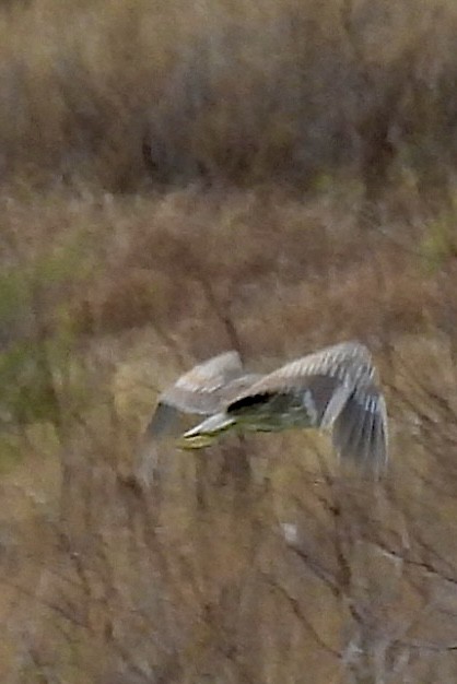 Black-crowned Night Heron - ML648782993