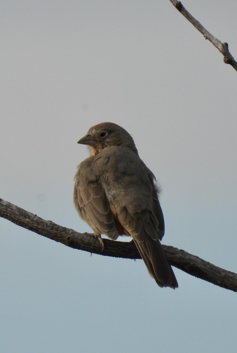 Canyon Towhee - ML648783033