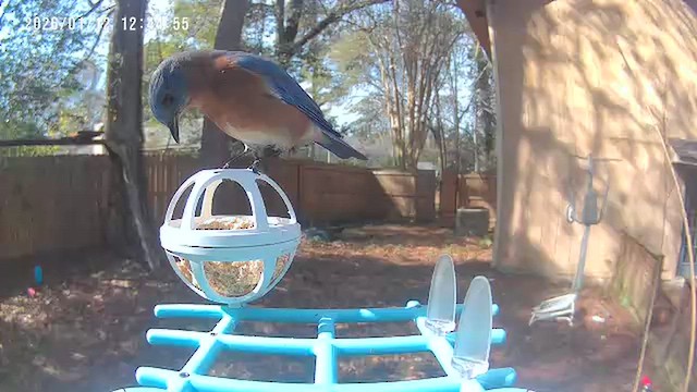 Eastern Bluebird - ML648783181