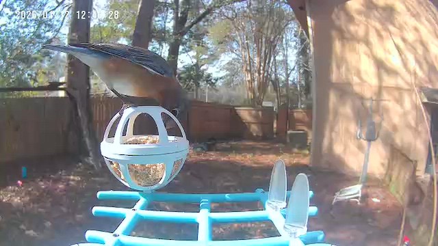 Eastern Bluebird - ML648783196