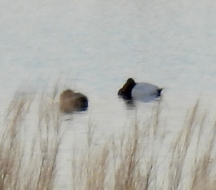 Canvasback - ML648783311