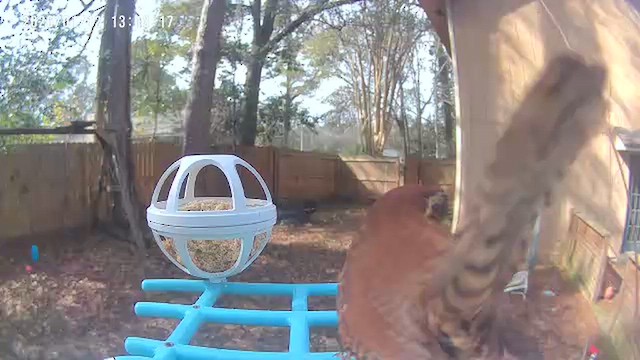 karolinasmett - ML648783330