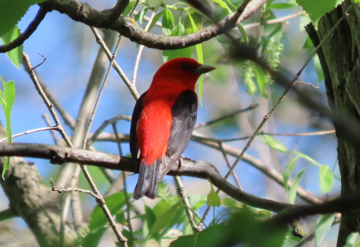 Scarlet Tanager - ML648783450