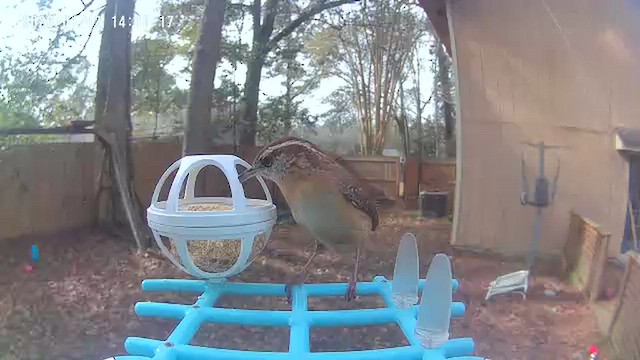 karolinasmett - ML648783574