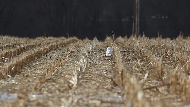 snøugle - ML648783575