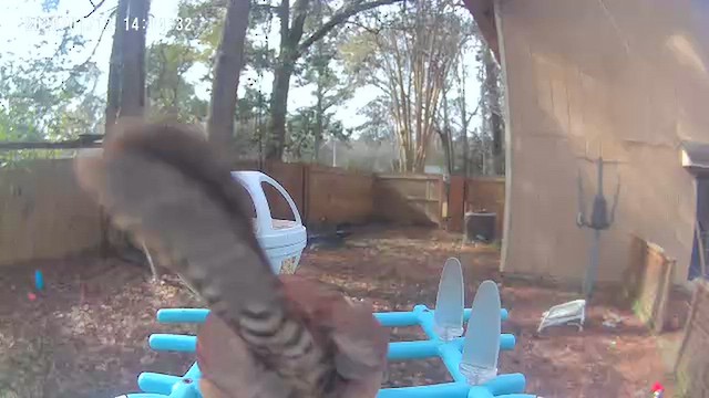 karolinasmett - ML648783600