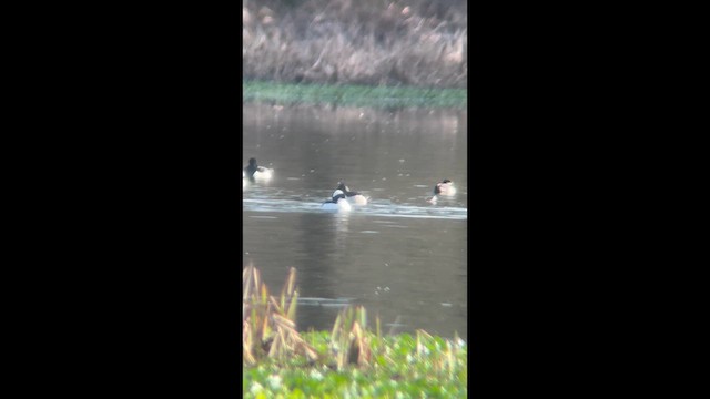 ヒメハジロ - ML648783819