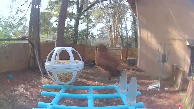 karolinasmett - ML648783840