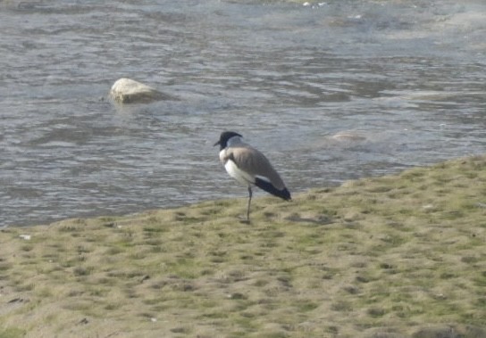 River Lapwing - ML648783842