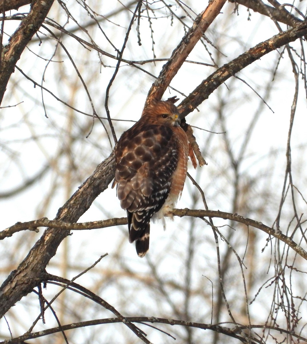 カタアカノスリ - ML648783901