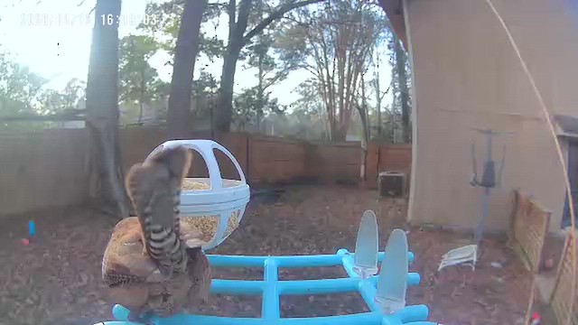 karolinasmett - ML648783912