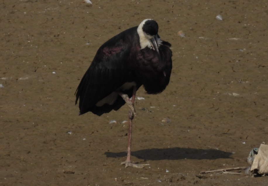 Asian Woolly-necked Stork - ML648783914