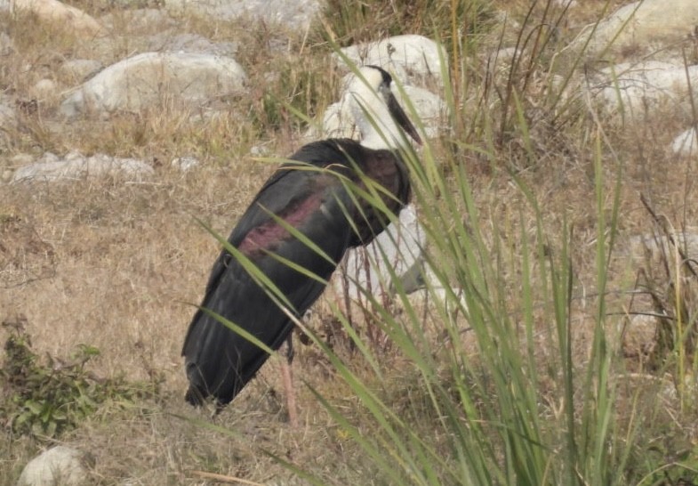 Asian Woolly-necked Stork - ML648783915