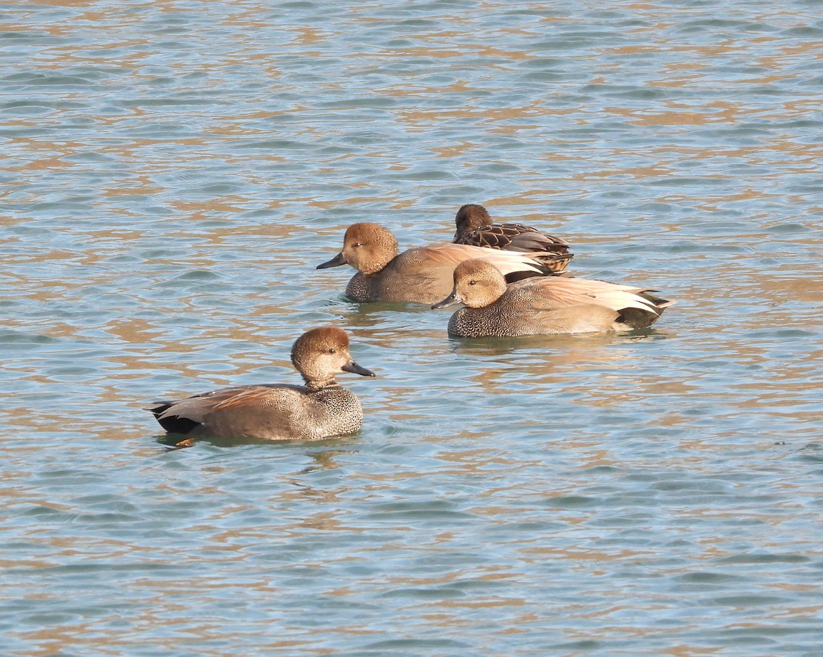 オカヨシガモ - ML648783934