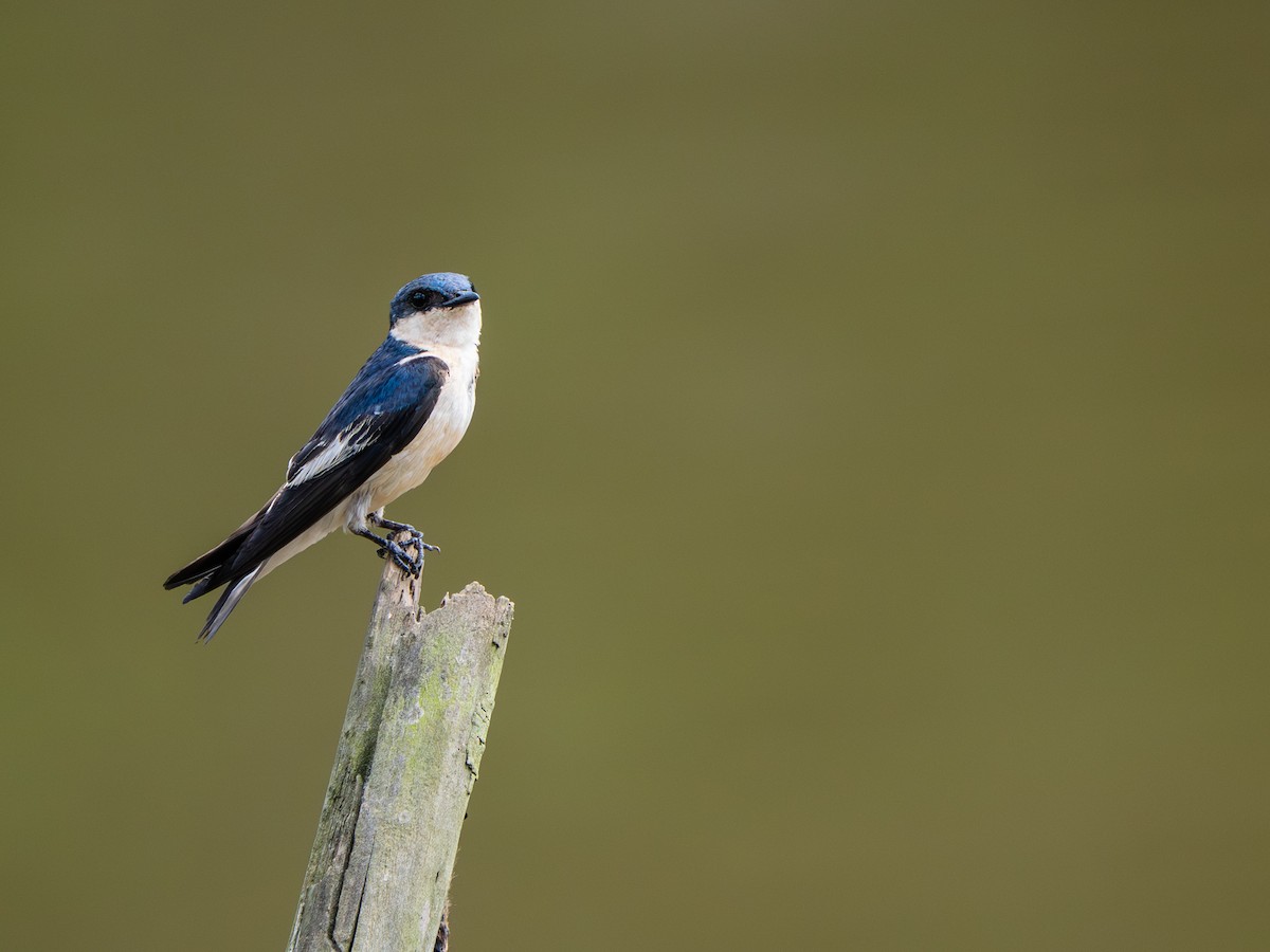 Белокрылая ласточка - ML648783962