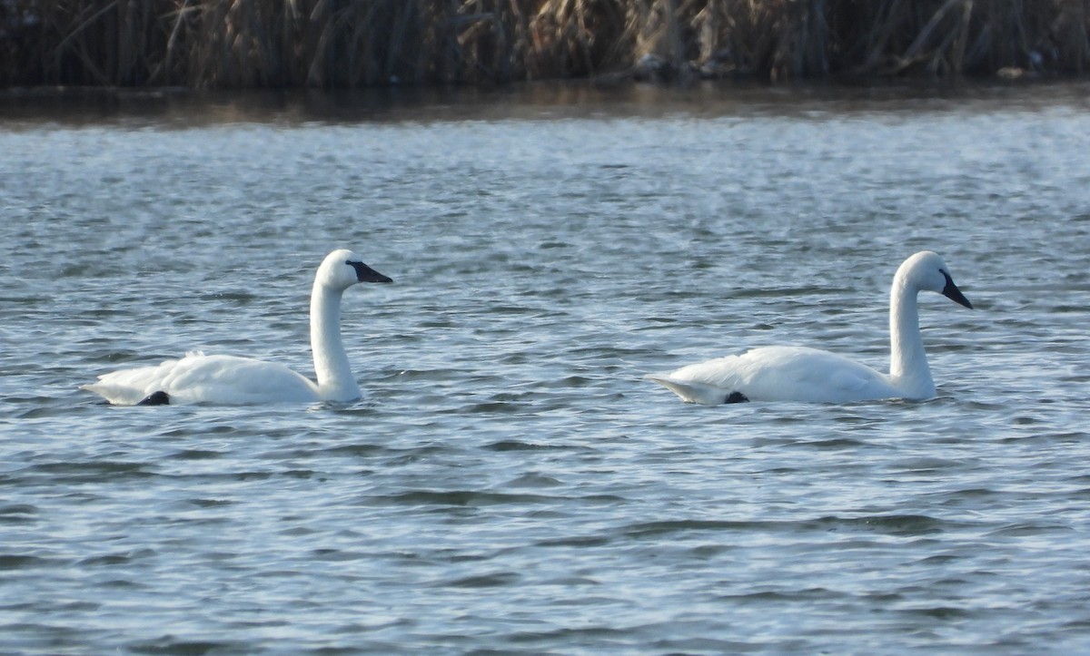 コハクチョウ - ML648783963