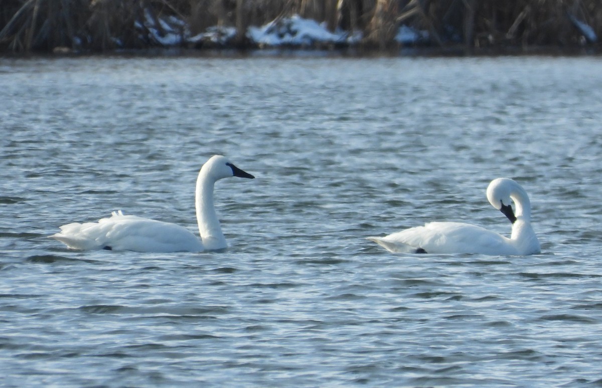 コハクチョウ - ML648783970