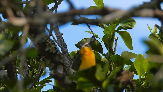 gulbrystparula - ML648784031