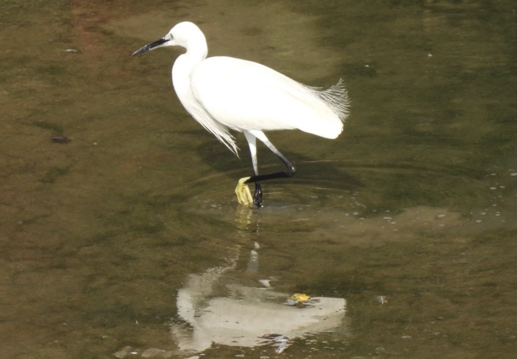 Little Egret - ML648784086