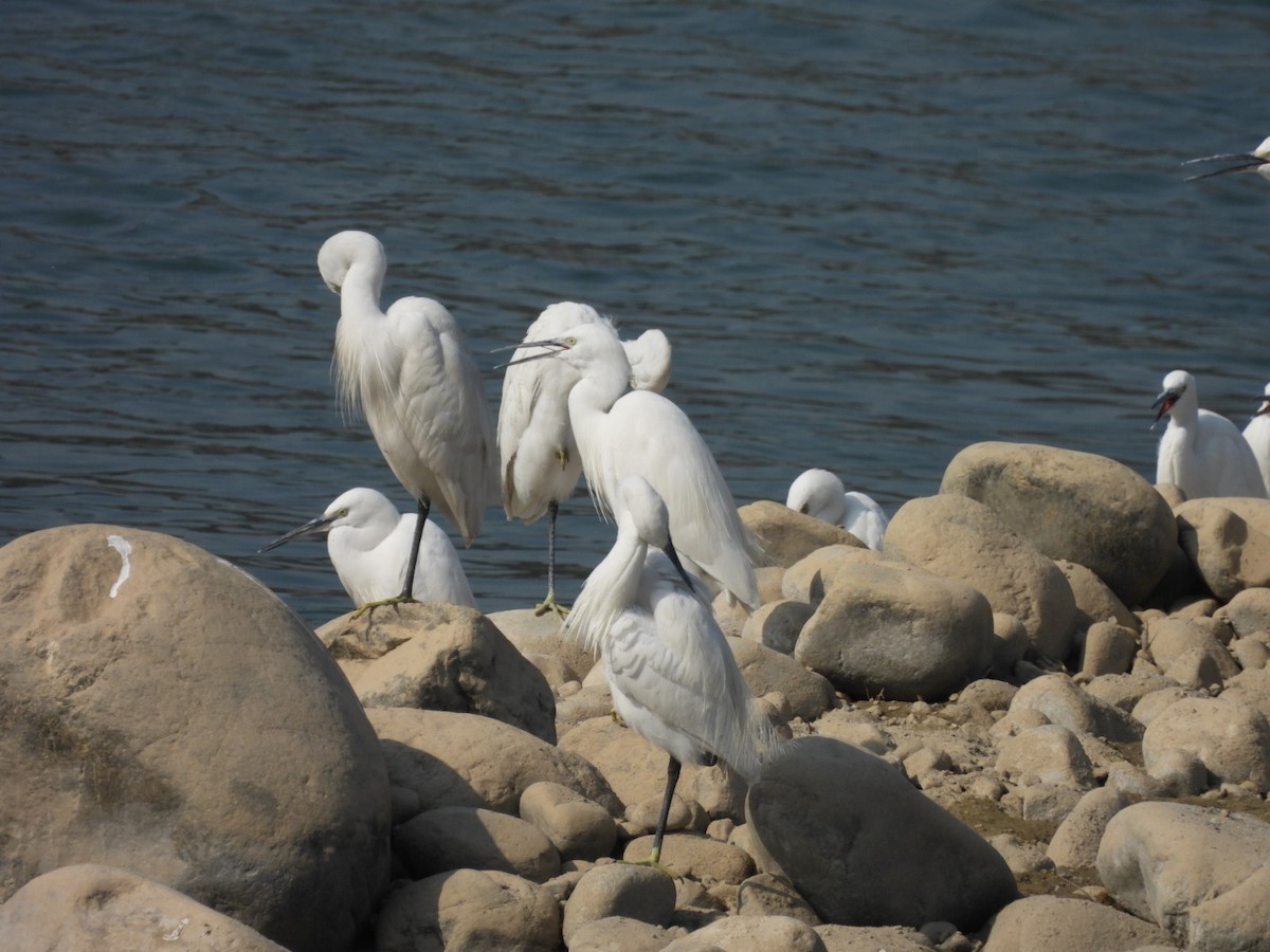 Little Egret - ML648784087