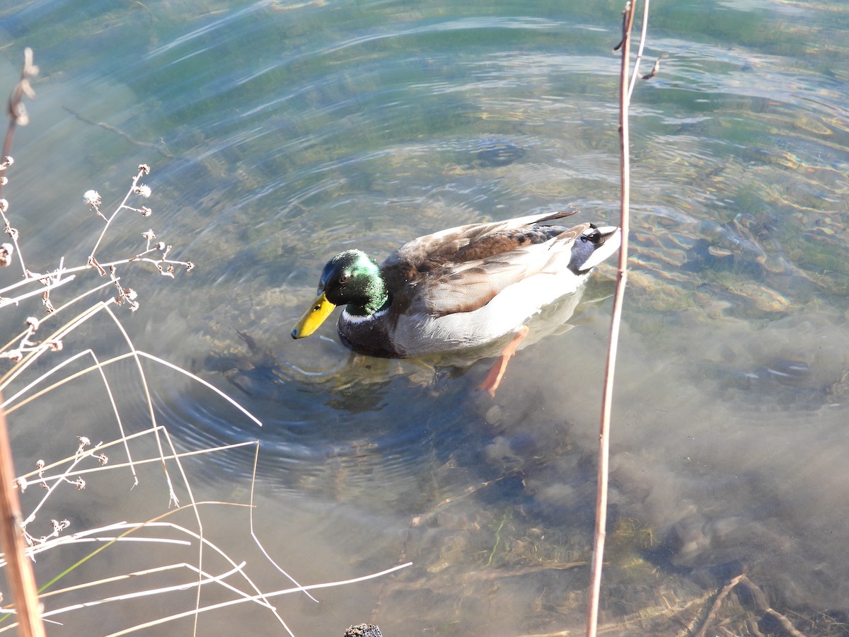 マガモ - ML648784162