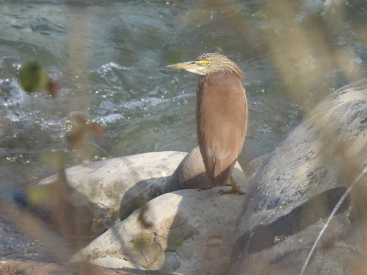 Indian Pond-Heron - ML648784194