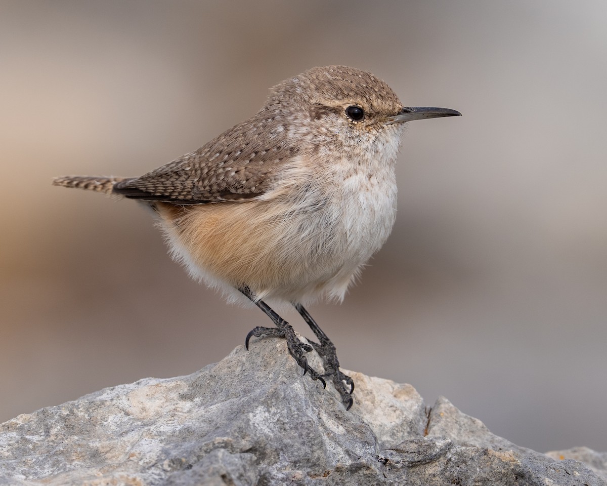 Rock Wren - ML648784227