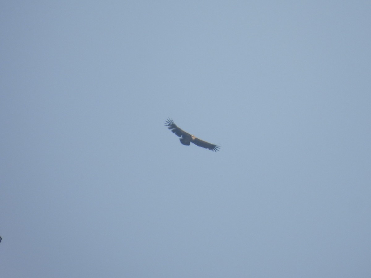 Himalayan Griffon - ML648784292